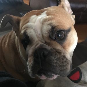 Meet your Posher, Antonio